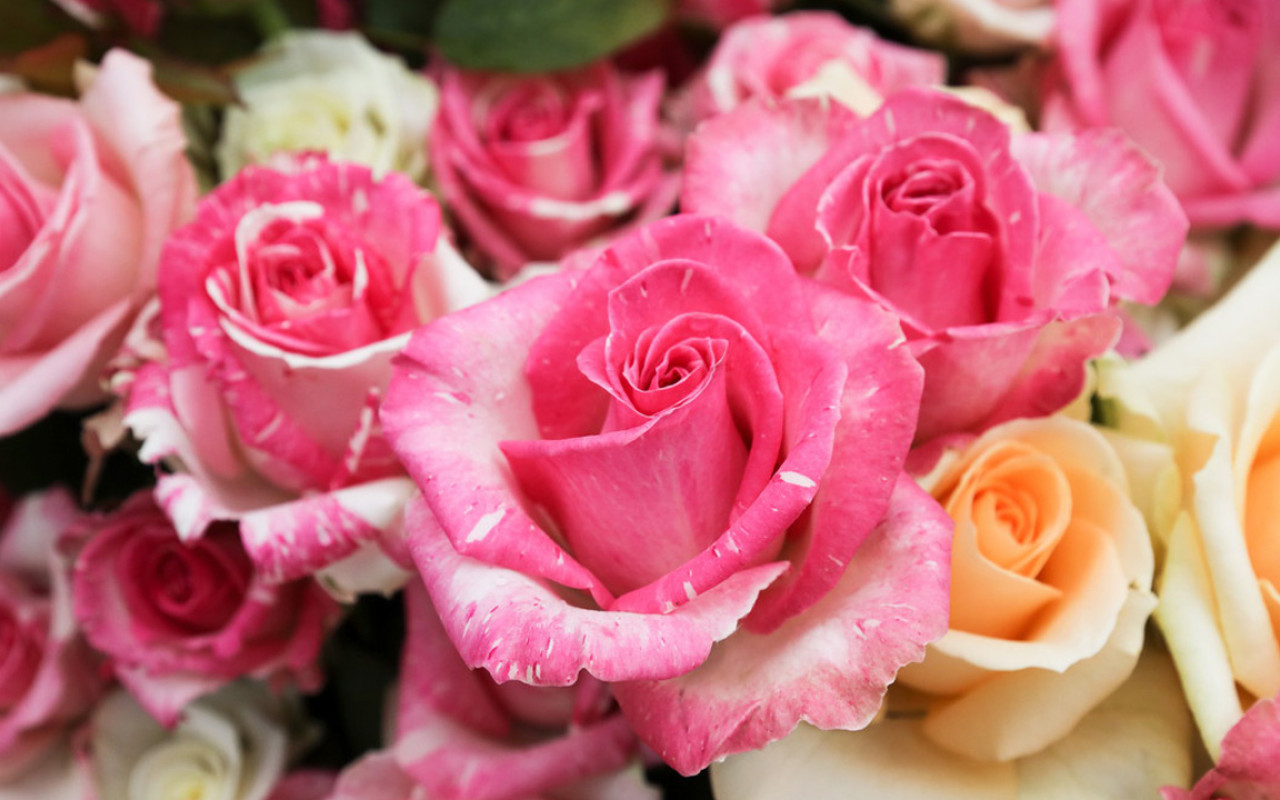 Какие цветы и деревья планируют высадить в Минске?