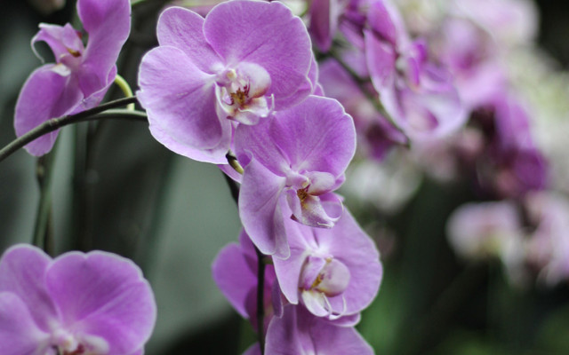Выставка орхидей открылась в Минске