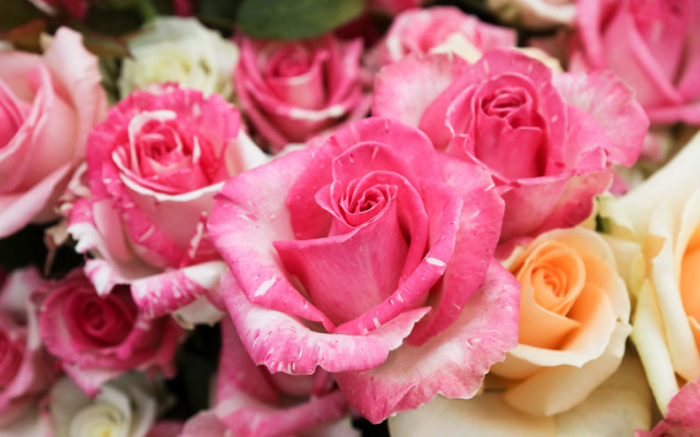 Какие цветы и деревья планируют высадить в Минске?