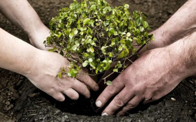 Весной в Минске планируется высадить около 105 тысяч кустарников и не менее 20 тысяч деревьев.