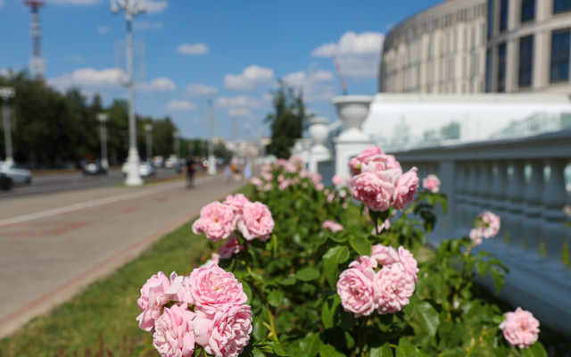 За сезон Минске высажено вдвое больше цветов, чем было запланировано