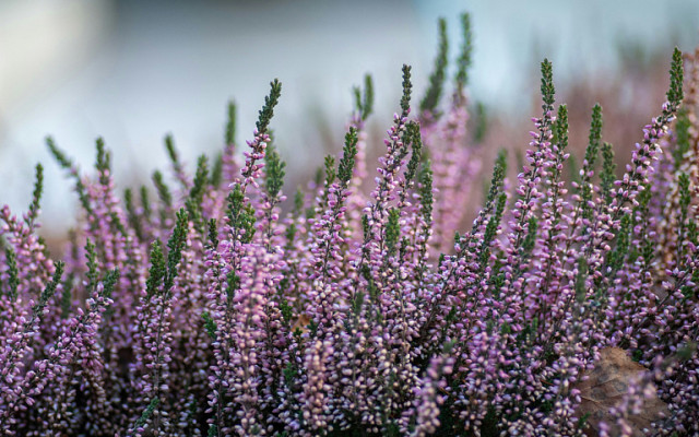 В Беларуси назвали "Растение года 2026"