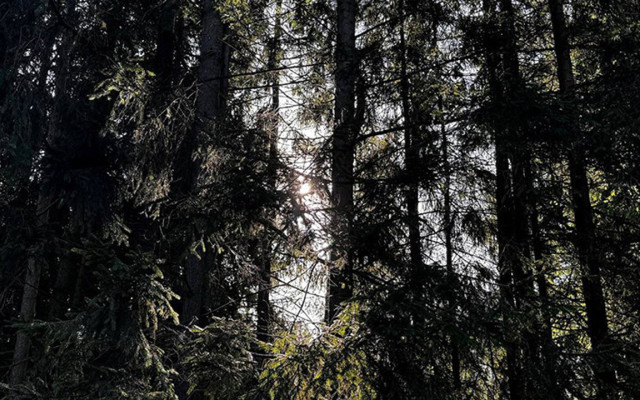 Какие ботанические памятники природы преобразовали в Беларуси?